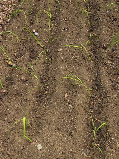 rice, grains, seed saving