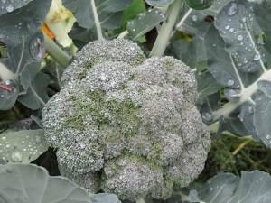 vegetables, broccoli, gardening