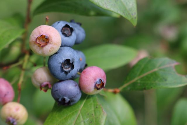 Late season blueberries