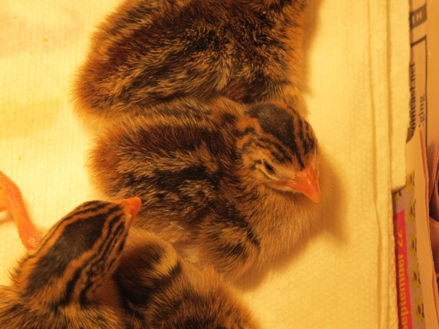 Baby Guinea Fowl