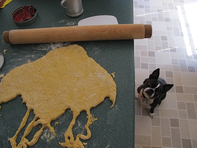homemade dog treats, Boston Terriers