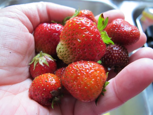 Strawberries!