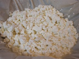 Drained curds curds, cheese