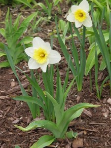 Daffodils bulbs, spring flowers, home front