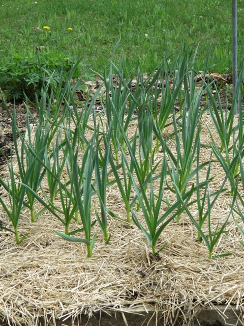My garlic is doing well.