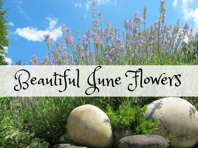 Beautiful June Flowers