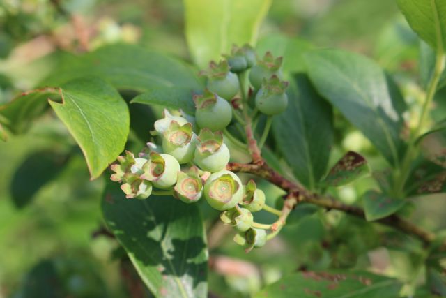 Blueberries are coming along.
