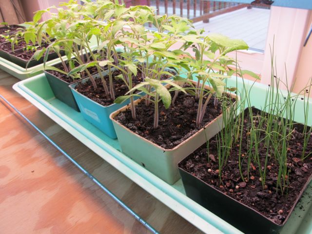 The first step in the gardening season.