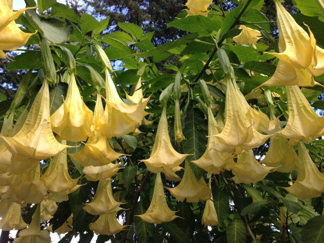 Portland Rose Gardens