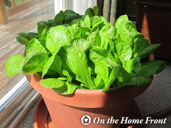 Grow some lettuce in a pot.