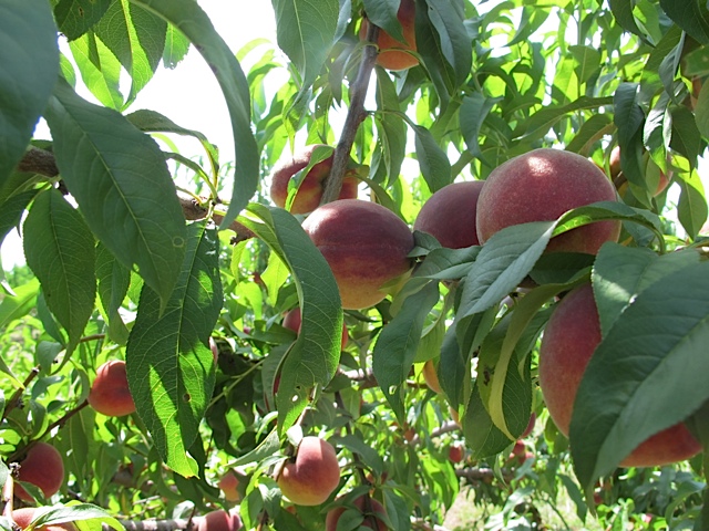 orchards, pick your own