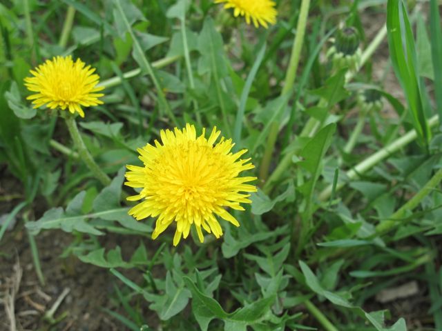 The dandelions are back!