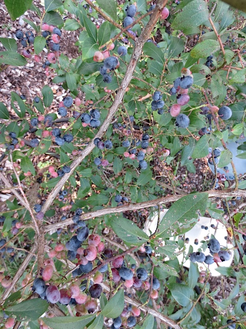 Blueberries, prudent living