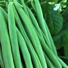 Provider Bush Green Beans