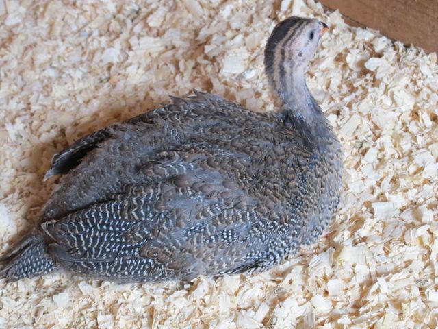 The keets are growing up!