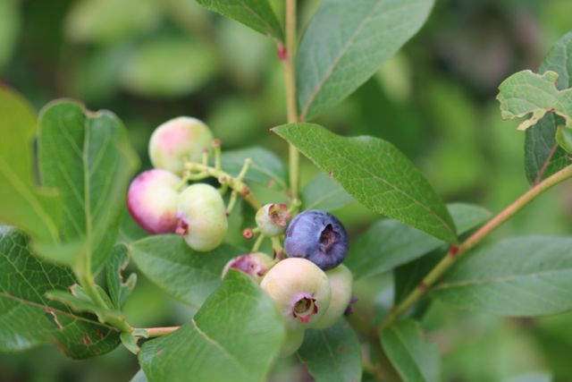 Late bearing blueberry bushes.