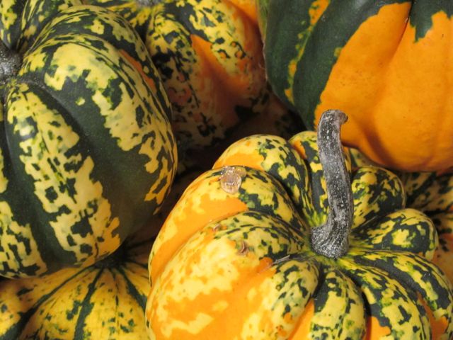 winter squash