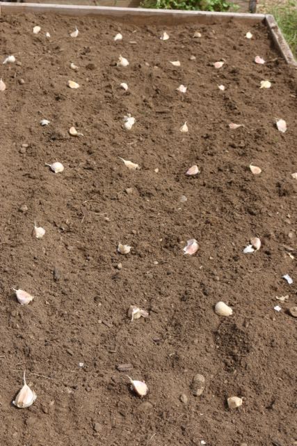 Plant garlic evenly
