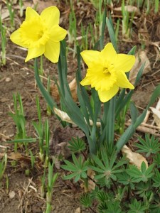 Daffodils bulbs, spring flowers