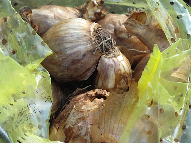 flower bulbs, daffodils, gardening