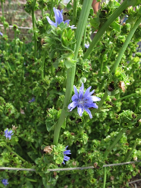 seed saving, gardening