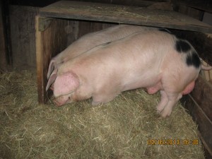 Gloucester Old Spot pigs