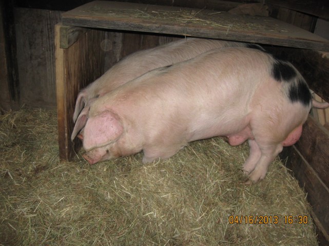 Gloucester Old Spot pigs