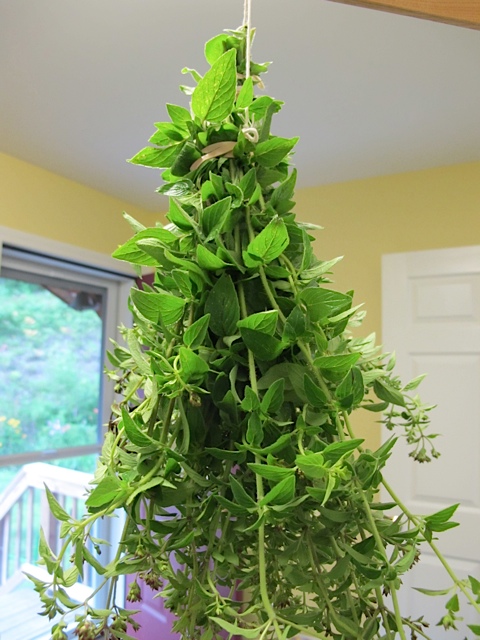 drying oregano spices, harvest