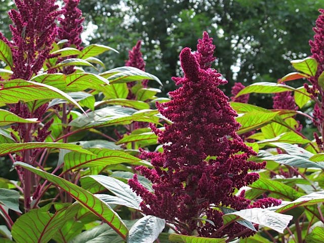 flowers, seed saving