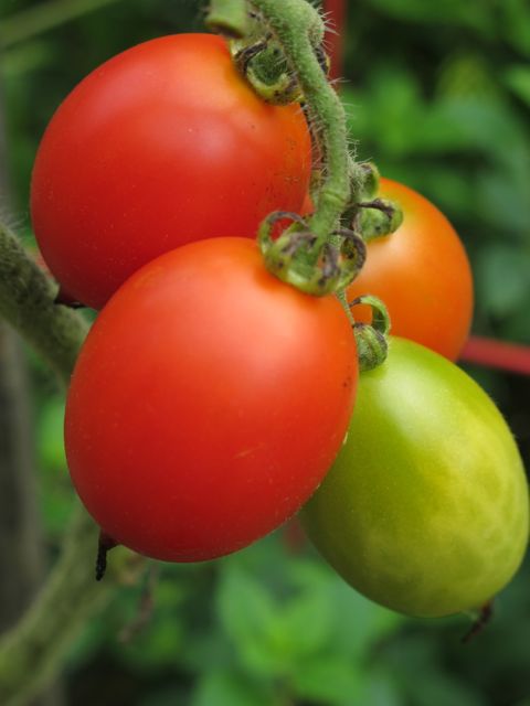 Ripe tomatoes.
