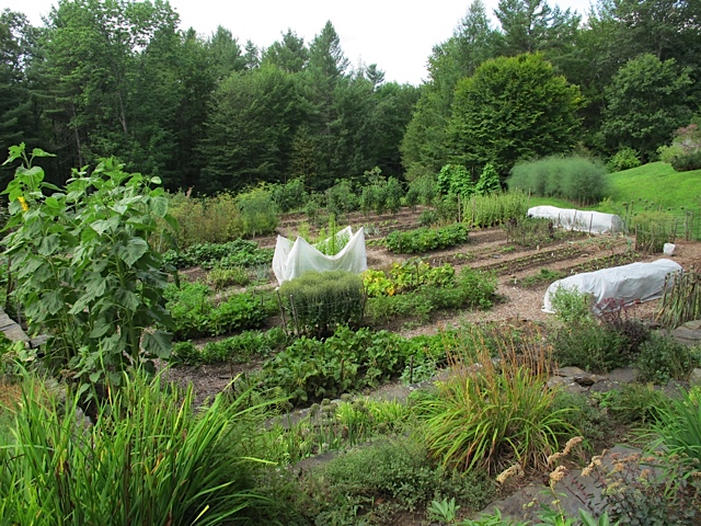 gardening, seed saving