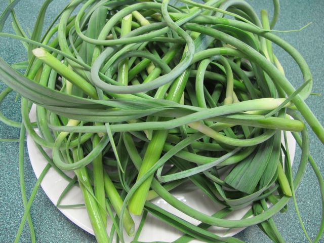 Garlic Scapes