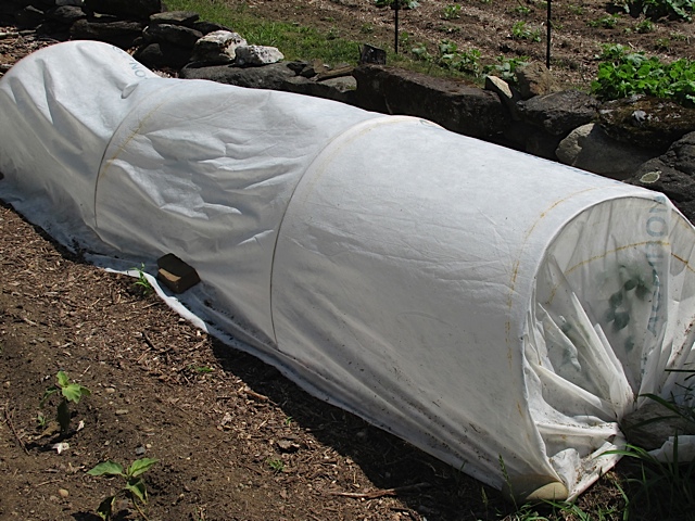 plant isolation, seed saving