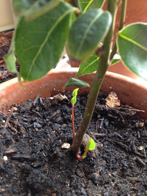 New growth on the bay plant.
