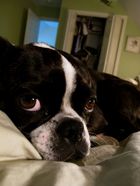 dogs, dog biscuits, frugal tips