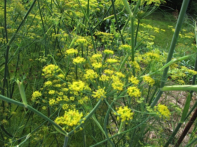 seed saving, gardening