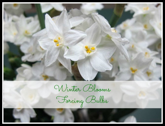 Narcissus, winter blooms