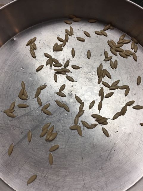 saving cucumber seeds