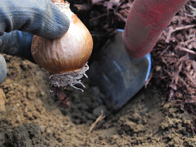daffodil bulbs, spring flowers, planting, garden