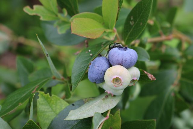 Almost time to pick blueberries!