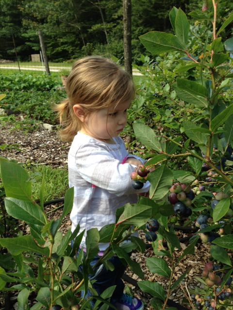 Picking blueberries.
