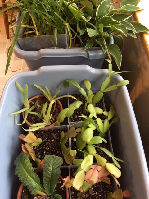 houseplants are packed