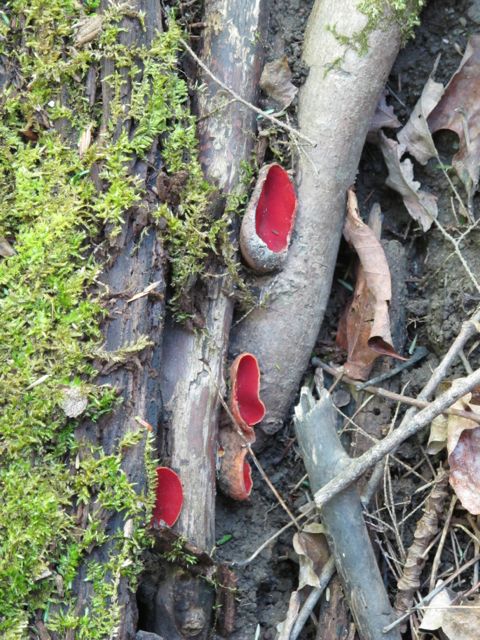 Scarlet Cups