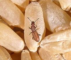 pantry pests, bugs, prudent living