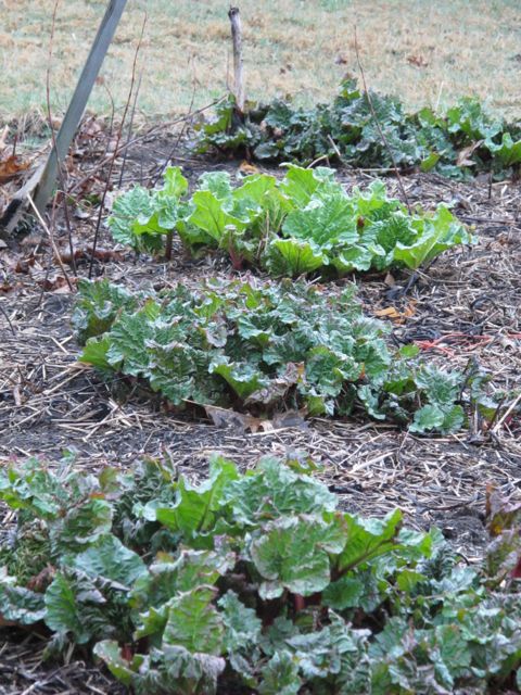 first harvest, rhubarb