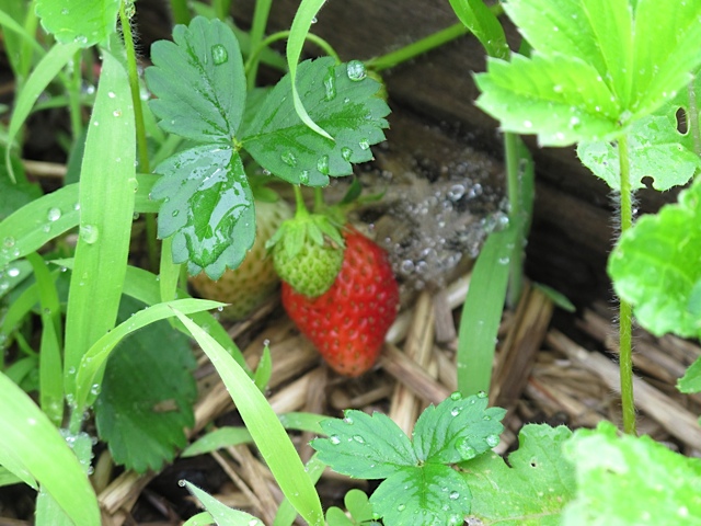 Strawberries berries, pantry, prudent pantry