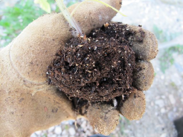 Use caution when separating your seedlings.