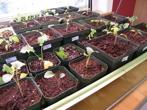 seedlings, inside gardening, spring