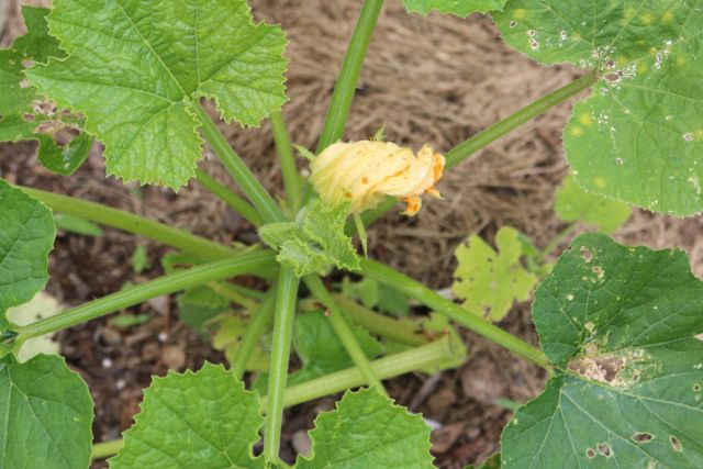 First zucchini flower.