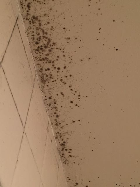 shower mold